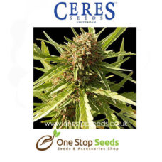 Orange Bud Cannabis Seeds Feminised marijuana cannabis seeds at one stop seeds and accessories Scotland Glasgow