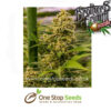 Princess Haze Regular cannabis seeds at one stop seeds and accessories Scotland Glasgow uk