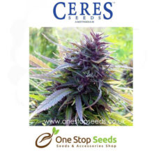 Purple Female Cannabis Seeds Feminised marijuana cannabis seeds at one stop seeds and accessories Scotland Glasgow