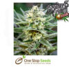 Queen of Soul Regular cannabis seeds at one stop seeds and accessories Scotland Glasgow uk