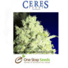 White Indica Marijuana Seeds Regular marijuana cannabis seeds at one stop seeds and accessories Scotland Glasgow