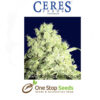 White Panther Female Cannabis Seeds Feminised marijuana cannabis seeds at one stop seeds and accessories Scotland Glasgow