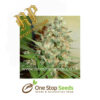 candy-kush Feminized Marijuana Seeds Female Cannabis Seeds Female marijuana cannabis seeds at one stop seeds and accessories Scotland Glasgow uk