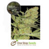 Elvis Feminized Marijuana Seeds Female Weed Seeds Cannabis Seeds Female Marijuana Seeds Feminised Cannabis Female Skunk marijuana cannabis seeds at one stop seeds and accessories Scotland Glasgow uk