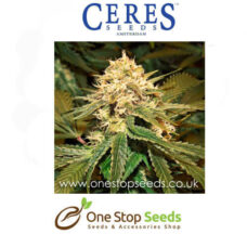 Holland's Hope Female Cannabis Seeds Feminised marijuana cannabis seeds at one stop seeds and accessories Scotland Glasgow