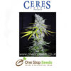 Skunk Haze Female Cannabis Seeds Feminised marijuana cannabis seeds at one stop seeds and accessories Scotland Glasgow