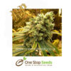 Sour Diesel Feminized Cannabis Seeds Female Cannabis Seeds Female Skunk marijuana cannabis seeds at one stop seeds and accessories Scotland Glasgow uk