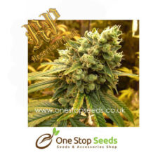 Sour Diesel Feminized Cannabis Seeds Female Cannabis Seeds Female Skunk marijuana cannabis seeds at one stop seeds and accessories Scotland Glasgow uk