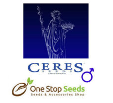 Ceres seeds Regular