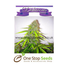 Critical Jack Herer from Delicious Seeds Skunk marijuana cannabis seeds at one stop seeds and accessories Scotland Glasgow uk