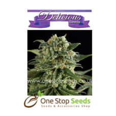 Critical Neville Haze from Delicious Seeds Skunk marijuana cannabis seeds at one stop seeds and accessories Scotland Glasgow uk