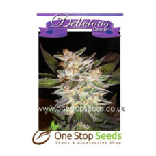 Delicious Candy from Delicious Seeds Skunk marijuana cannabis seeds at one stop seeds and accessories Scotland Glasgow uk