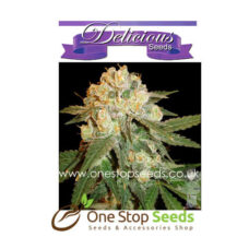 Marmalate from Delicious Seeds Skunk marijuana cannabis seeds at one stop seeds and accessories Scotland Glasgow uk