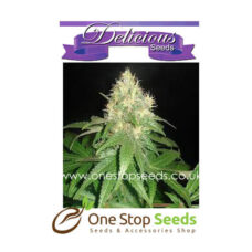 Northern Light Blue from Delicious Seeds Skunk marijuana cannabis seeds at one stop seeds and accessories Scotland Glasgow uk