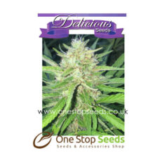 Sugar Candy from Delicious Seeds Skunk marijuana cannabis seeds at one stop seeds and accessories Scotland Glasgow uk