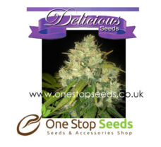 Black Russian from Delicious Seeds Skunk marijuana cannabis seeds at one stop seeds and accessories Scotland Glasgow uk