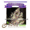 Cotton Candy Kush from Delicious Seeds Skunk marijuana cannabis seeds at one stop seeds and accessories Scotland Glasgow uk