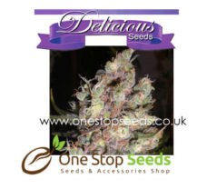 Cotton Candy Kush from Delicious Seeds Skunk marijuana cannabis seeds at one stop seeds and accessories Scotland Glasgow uk