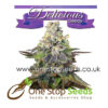 Caramelo from Delicious Seeds Skunk marijuana cannabis seeds at one stop seeds and accessories Scotland Glasgow uk