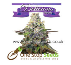 Caramelo from Delicious Seeds Skunk marijuana cannabis seeds at one stop seeds and accessories Scotland Glasgow uk
