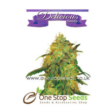 Jägg Kush from Delicious Seeds from Delicious Seeds Skunk marijuana cannabis seeds at one stop seeds and accessories Scotland Glasgow uk