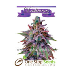 Desconocida-kush from Delicious Seeds Skunk marijuana cannabis seeds at one stop seeds and accessories Scotland Glasgow uk