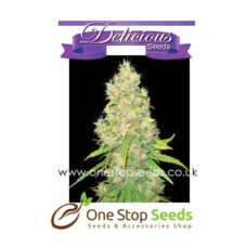 Sugar Black Rose from Delicious Seeds Skunk marijuana cannabis seeds at one stop seeds and accessories Scotland Glasgow uk