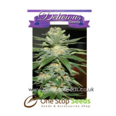 Critical Jack Herer Auto from Delicious Seeds Skunk marijuana cannabis seeds at one stop seeds and accessories Scotland Glasgow uk