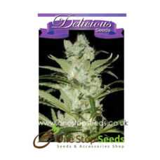 Critical Neville Haze Auto from Delicious Seeds Skunk marijuana cannabis seeds at one stop seeds and accessories Scotland Glasgow uk