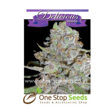 La Diva Auto from Delicious Seeds Skunk marijuana cannabis seeds at one stop seeds and accessories Scotland Glasgow uk