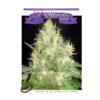 Northern Light Blue Auto from Delicious Seeds Skunk marijuana cannabis seeds at one stop seeds and accessories Scotland Glasgow uk