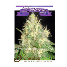 Northern Light Blue Auto from Delicious Seeds Skunk marijuana cannabis seeds at one stop seeds and accessories Scotland Glasgow uk