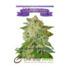 La Bella Afrodita Auto from Delicious Seeds Skunk marijuana cannabis seeds at one stop seeds and accessories Scotland Glasgow uk