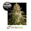 Dinafem Critical Kush Feminised marijuana cannabis seeds at one stop seeds and accessories Scotland Glasgow UK