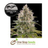 Dinafem Industrial Plant Feminised marijuana cannabis seeds at one stop seeds and accessories Scotland Glasgow UK