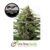 Dinafem Moby Dick # 2 Feminised marijuana cannabis seeds at one stop seeds and accessories Scotland Glasgow UK