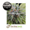 Bubba Kush Feminised marijuana cannabis seeds at one stop seeds and accessories Scotland Glasgow uk