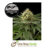 Dinachem Feminised marijuana cannabis seeds at one stop seeds and accessories Scotland Glasgow uk