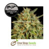 Strawberry Amnesia Feminised marijuana cannabis seeds at one stop seeds and accessories Scotland Glasgow uk