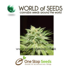 world of seeds afghan kush marijuana cannabis seeds at one stop seeds and accessories Scotland Glasgow uk
