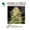 world of seeds afghan kush ryder Auto marijuana cannabis seeds at one stop seeds and accessories Scotland Glasgow uk