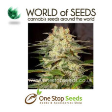 world of seeds afghan kush ryder Auto marijuana cannabis seeds at one stop seeds and accessories Scotland Glasgow uk