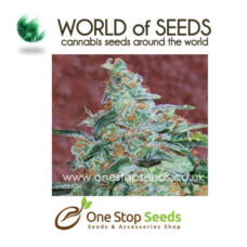 Amnesia Auto marijuana cannabis seeds at one stop seeds and accessories Scotland Glasgow uk
