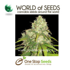 world of seeds High Tension marijuana cannabis seeds at one stop seeds and accessories Scotland Glasgow uk