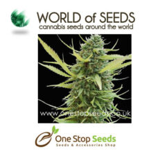 world of seeds world of seeds Kilimanjaro marijuana cannabis seeds at one stop seeds and accessories Scotland Glasgow uk