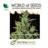 neville's haze auto marijuana cannabis seeds at one stop seeds and accessories Scotland Glasgow uk