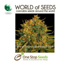 Northern Light x Big Bud Ryder Auto marijuana cannabis seeds at one stop seeds and accessories Scotland Glasgow uk