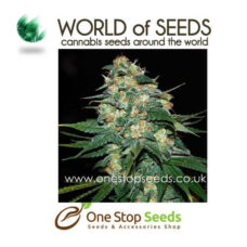 world of seeds Skunk 47 marijuana cannabis seeds at one stop seeds and accessories Scotland Glasgow uk