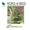 world of seeds Strawberry Blue marijuana cannabis seeds at one stop seeds and accessories Scotland Glasgow uk