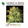 world of seeds Sugar Mango Ryder Auto marijuana cannabis seeds at one stop seeds and accessories Scotland Glasgow uk